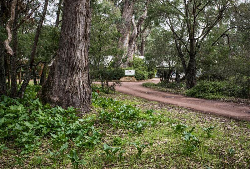 Inn The Tuarts Guest Lodge Busselton Accommodation - Adults Only Eksteriør bilde